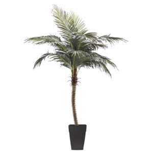 PHOENIX PALM